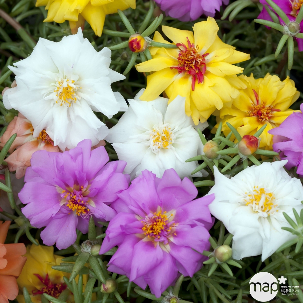 Portulaca : jardinière avec soucoupe 40cm