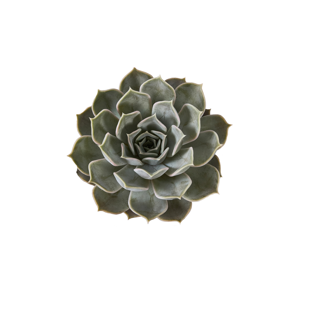 Echeveria : pot 0,5L