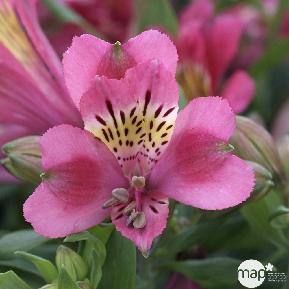 Alstroemeria vivace : conteneur 4,6 L