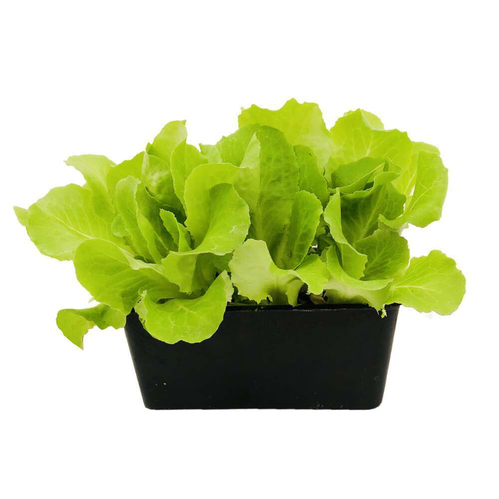Plants de Laitue beurre 'Adelys' - Barquette de 12 plants