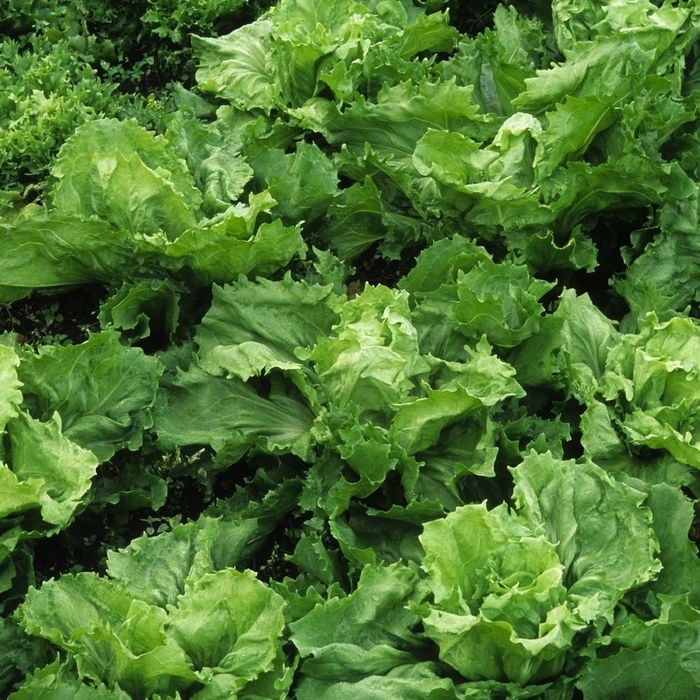 Plants de chicorées scarole 'Cornet d'Anjou' : barquette de 12 plants