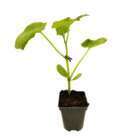 Plant de Concombre 'Crockdelis' F1- Pot 0,5L