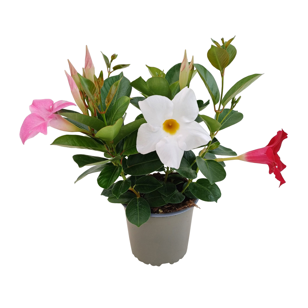 Mandevilla Diamantina® : pot 1L 