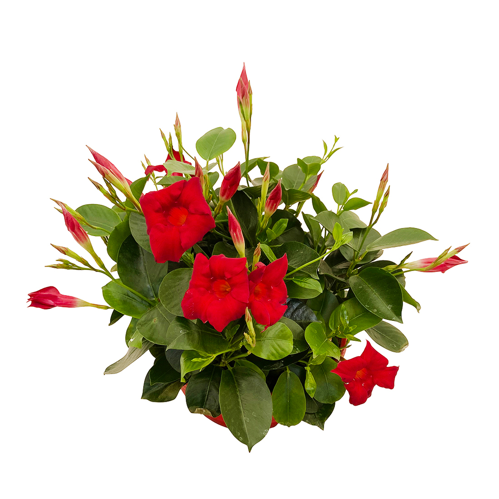 Dipladenia hybride Coupe D 23cm