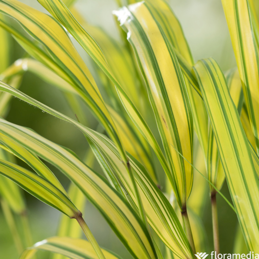 HAKONECHLOA C 3L-(600485)