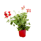 Géranium lierre à fleurs simples bicolores : pot 0,65L