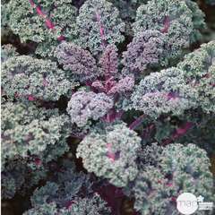 Plants de choux frisé rouge Kale 'Redbor' F1 : barquette de 6 plants