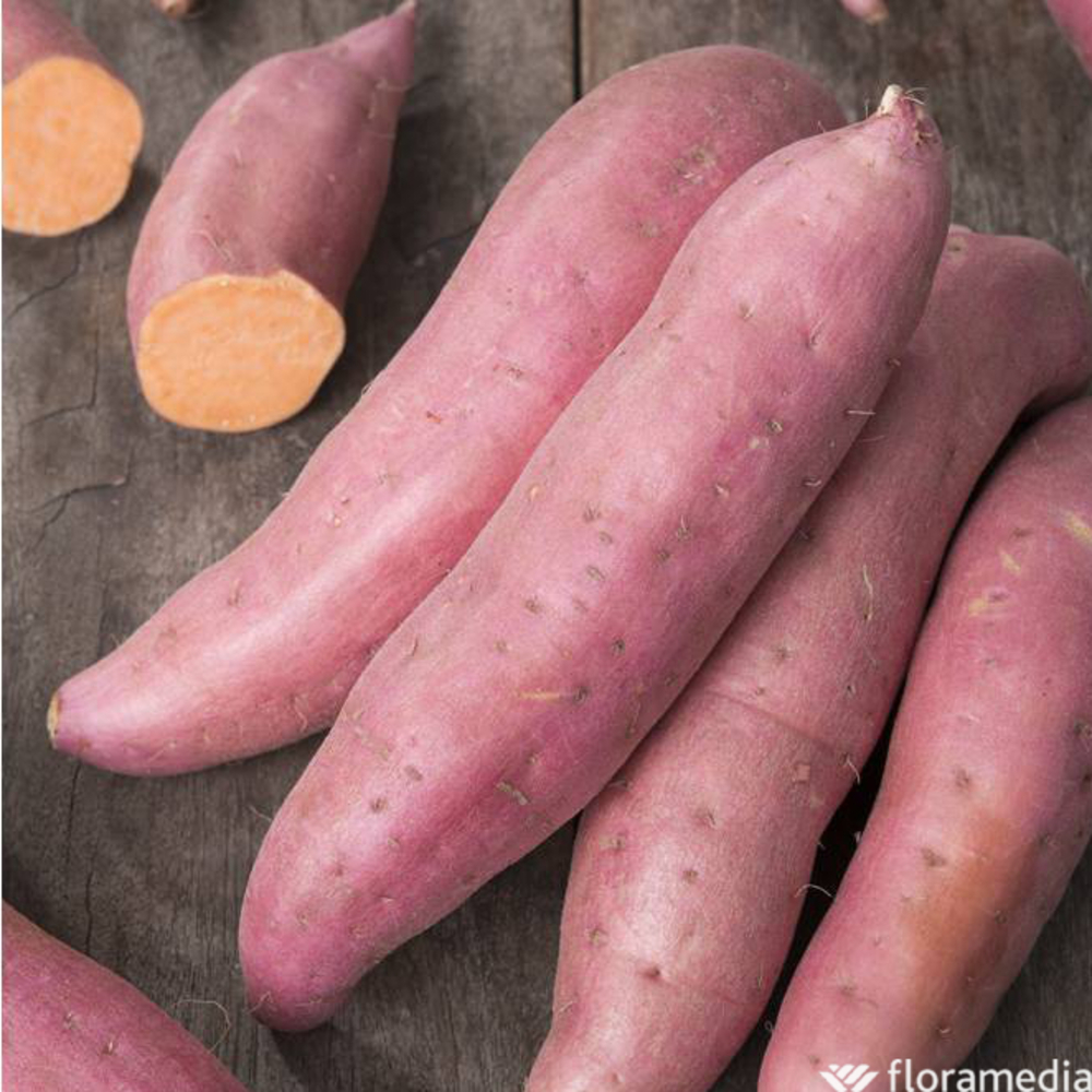 Plant de patate douce 'Beauregard' : pot de 0,5 litre