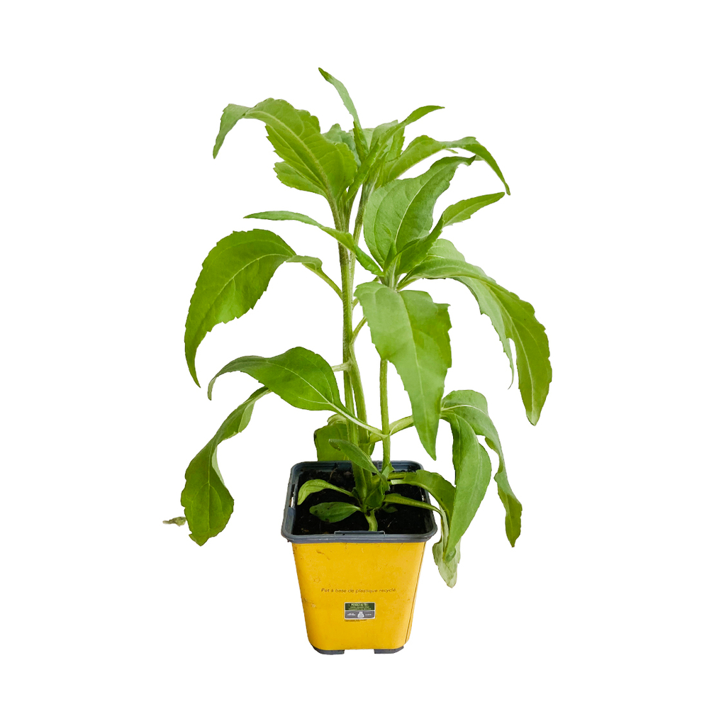 Plant de topinambour 'Violet de Rennes' : pot de 0,5 litre
