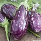 Plant d'aubergine zebrée 'Rania' F1 greffée: pot 0.5 litre