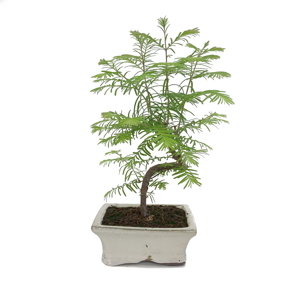 Bonsaï Metasequoia : 5/6 ans d'âge