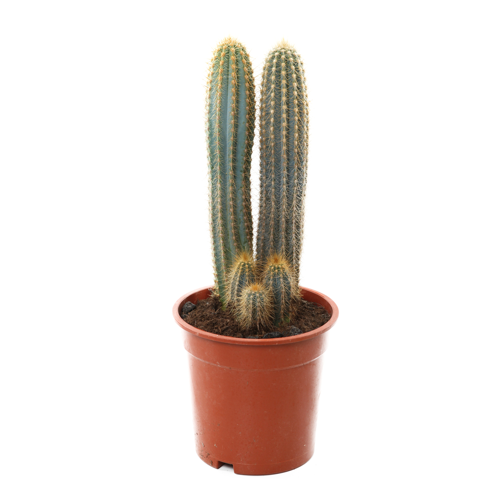 Cactus mix : pot D17cm