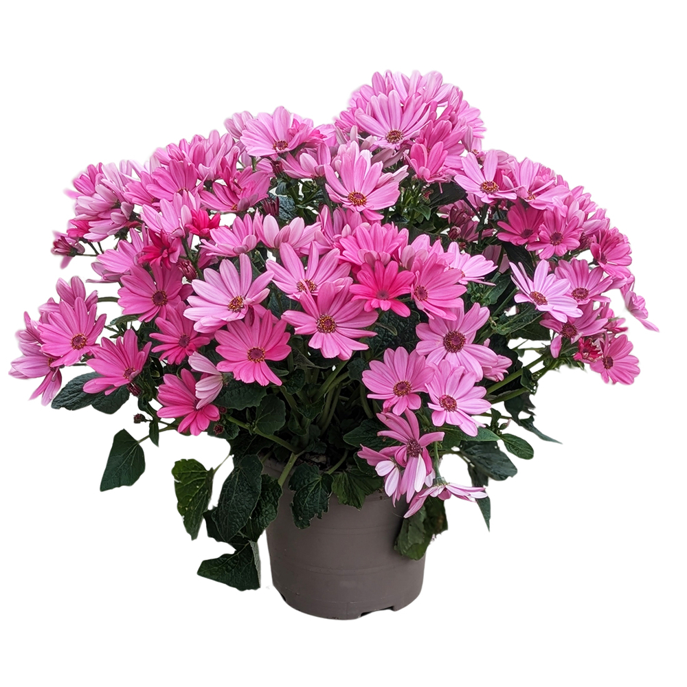 Cinéraire, Senecio cineraria 'Baby' : pot 2,5L