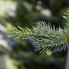 Sapin de Noël artificiel 'Queyras' vert - H.240cm