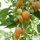 Framboisier Autumn Amber® 'EMR 201201' : pot de 1,5 litres