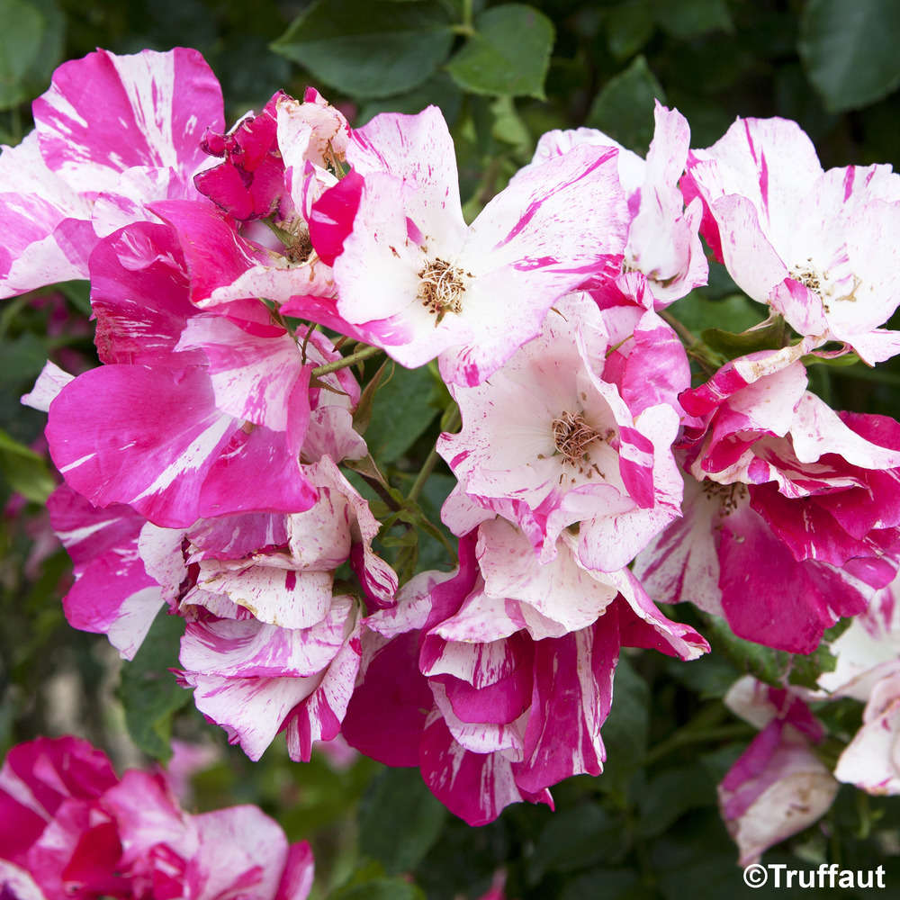 Rosier grimpant 'A Chacun son Everest®' (Evestri) : pot de 5 litres