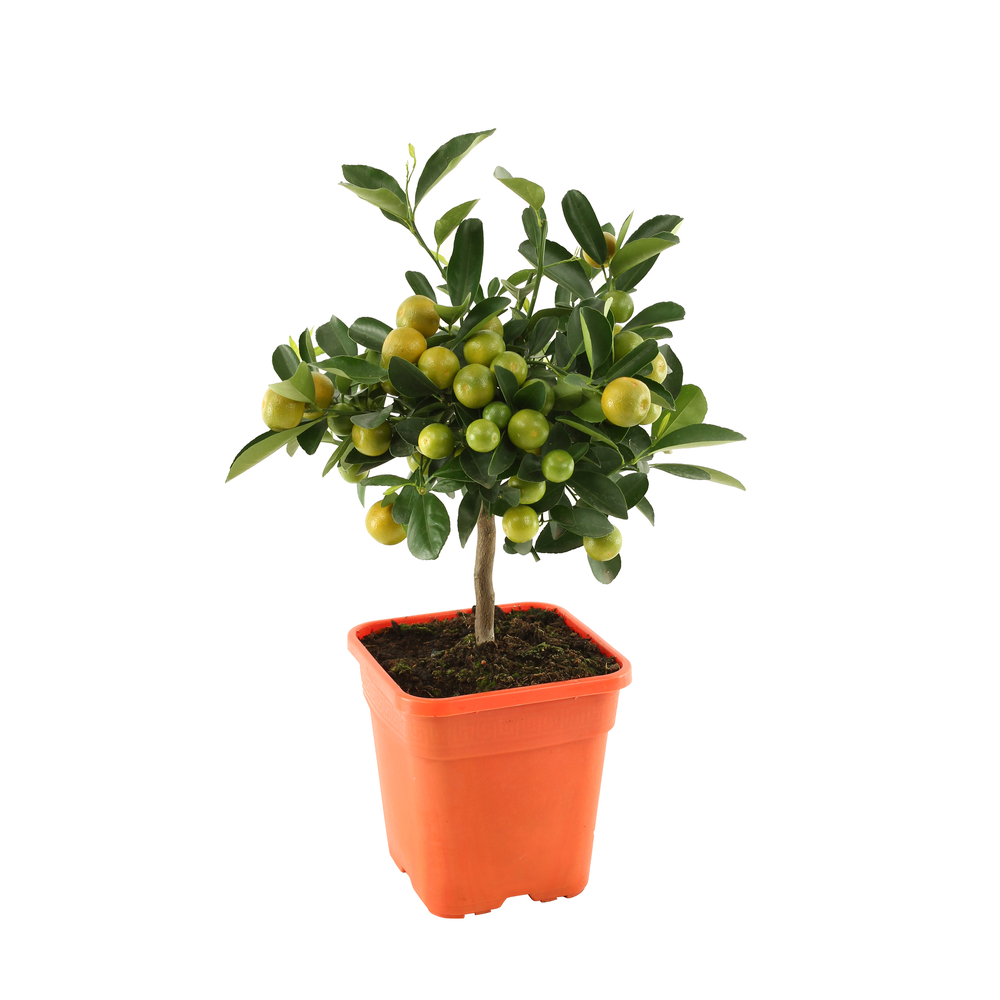 Calamondin, 1/4 Tige - Pot 4/5L