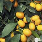 Kumquat : H.40/60 cm - pot de 5 litres