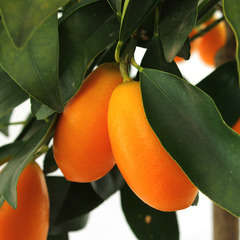 Kumquat : H.40/60 cm - pot de 5 litres