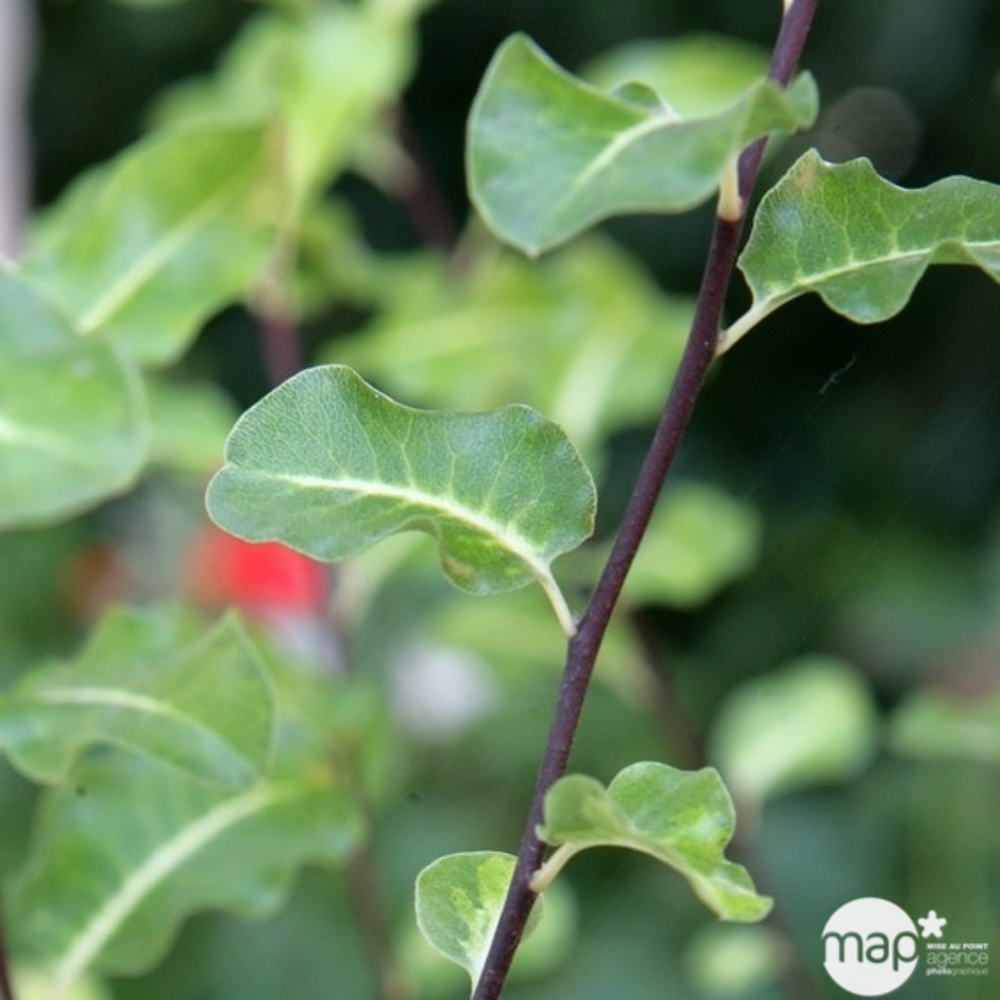 Pittosporum tenuifolium : C12L