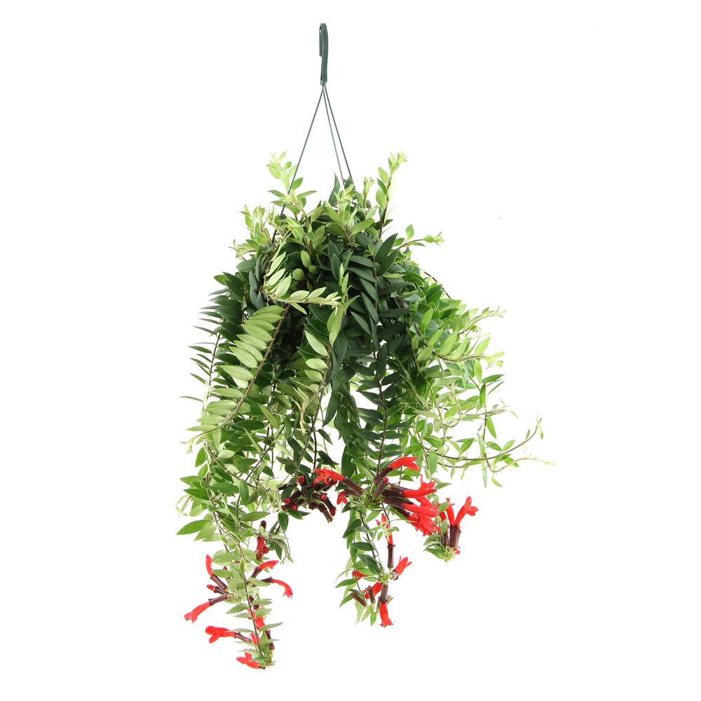 Aeschynanthus 'Mona Lisa' : suspension