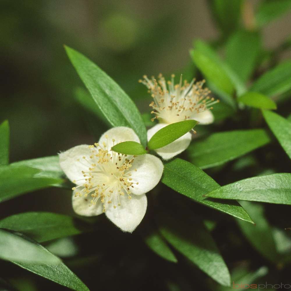 Myrtus communis ' Microphylla ' : boule H 40/50 cm pot diamètre 22 cm