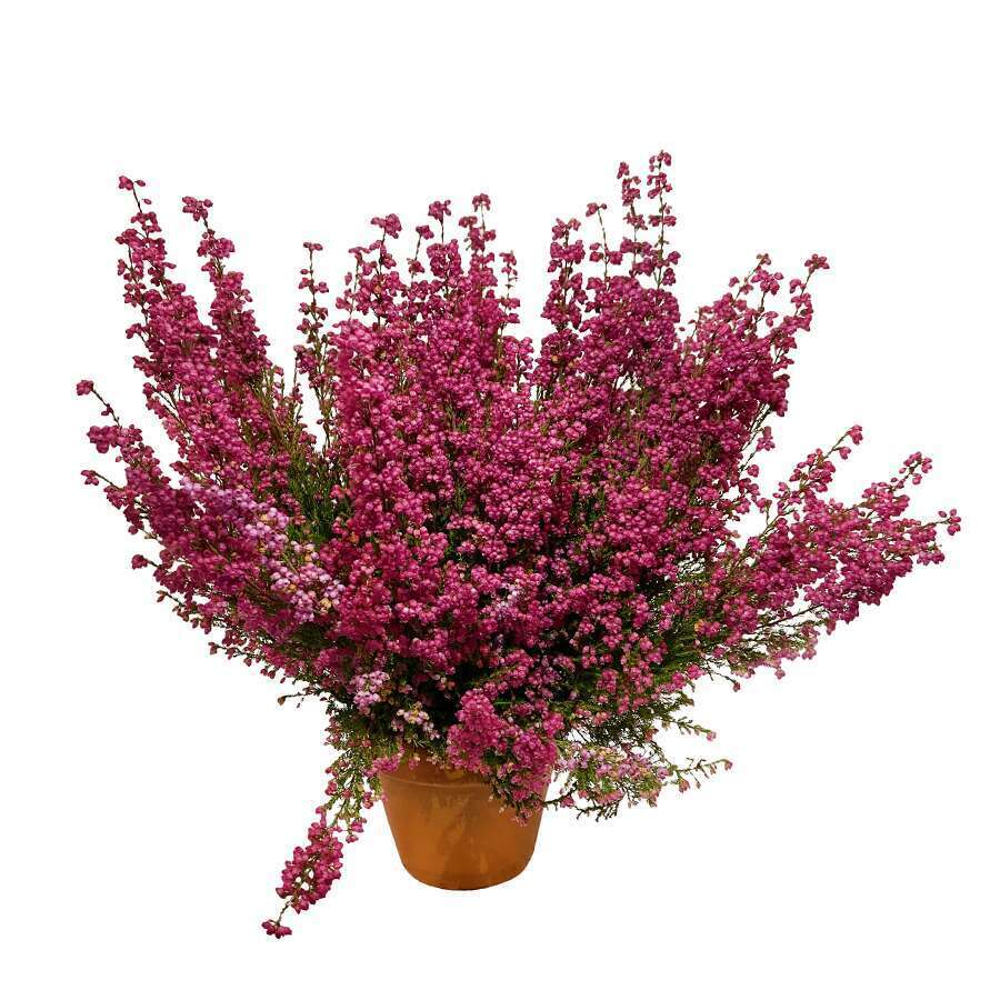 Erica gracilisÂ : Pot d13cm, TC 25/29