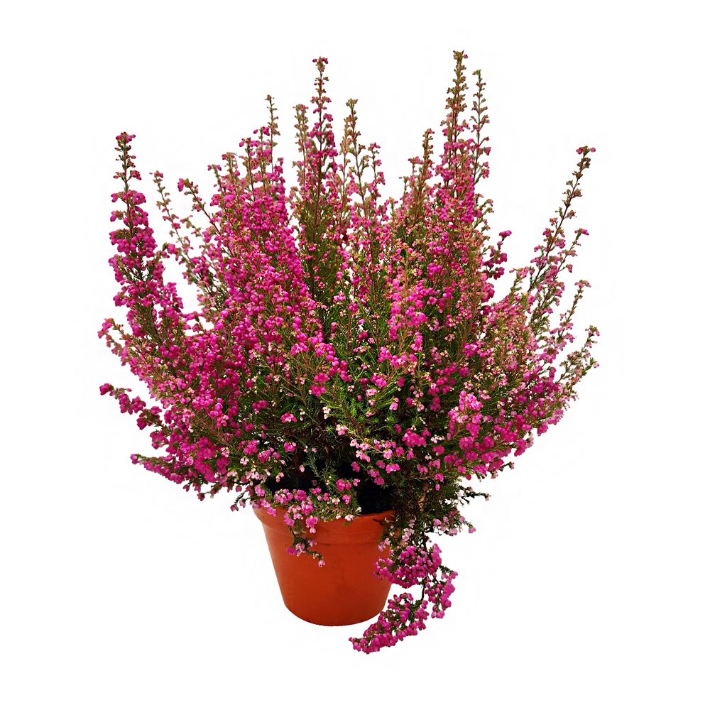 Erica gracilisÂ : Pot d13cm, TC 25/29