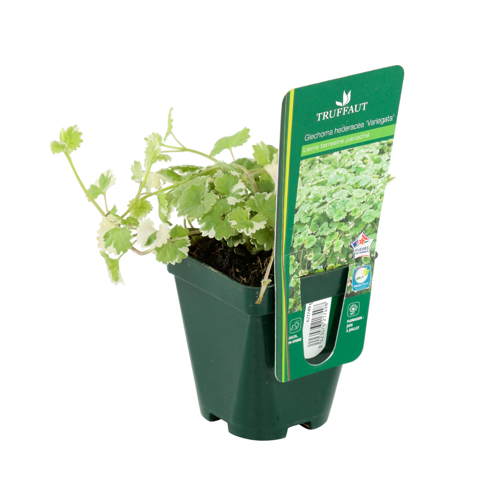 Glechoma hederacea 'Variegata':godet
