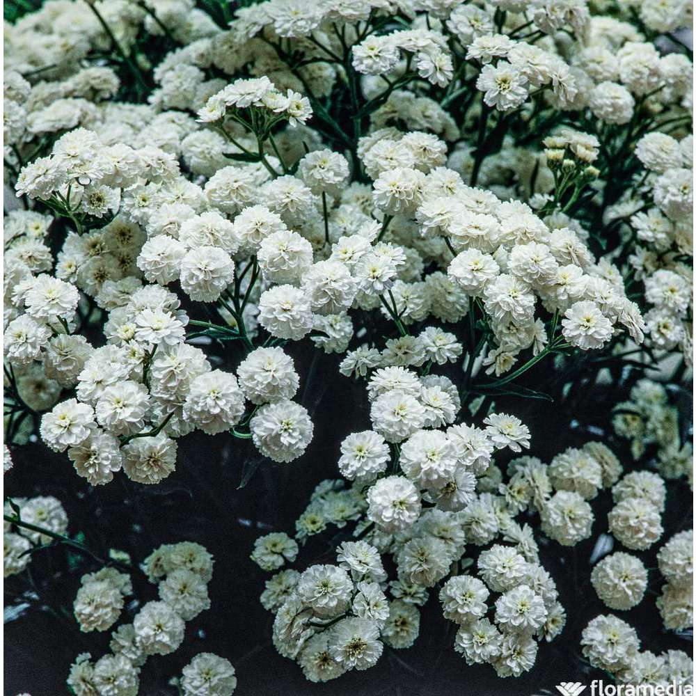 Achillée ptarmica'Perry's White':godet vert