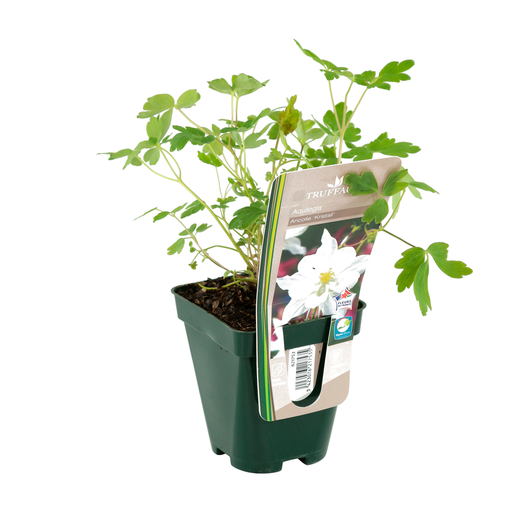 Ancolie x 'Kristall':godet vert