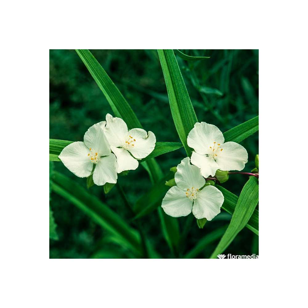 Ephémère de Virginie 'Alba Major':godet vert