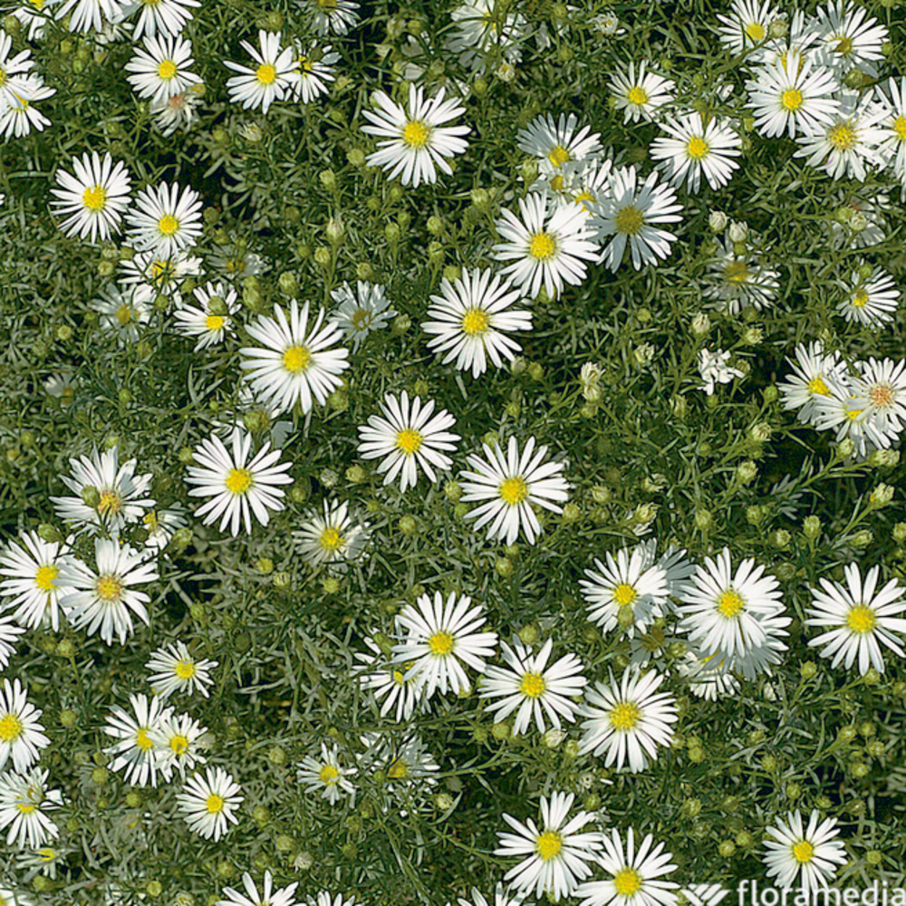 Aster pringlei 'Monte Cassino': godet