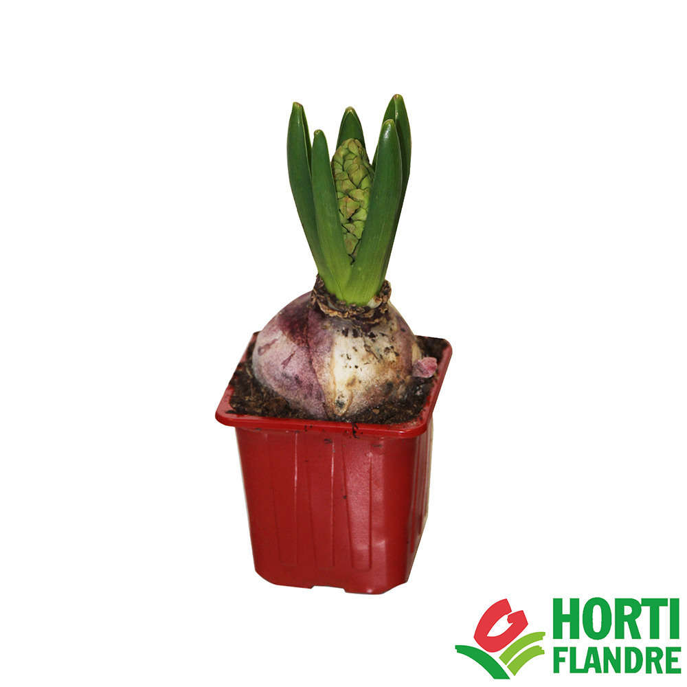 Jacinthe rouge, godet 7 : calibre 16