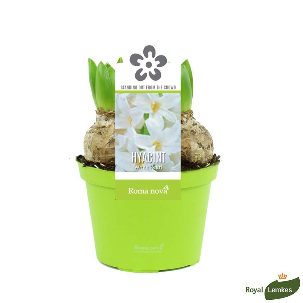 Jacinthe x3 : blanche pot D12cm