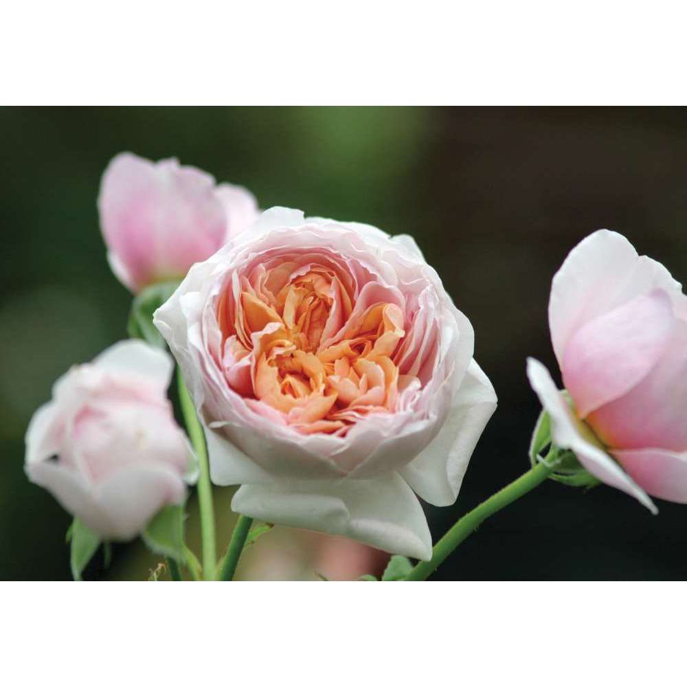 Rosier Buisson Rose Peter Paul Rubens Pot De 5 Litres Truffaut