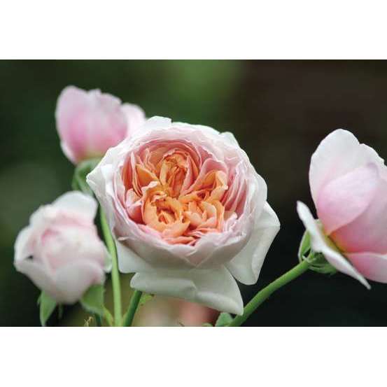 Rosier Buisson Rose Peter Paul Rubens Pot De 5 Litres Truffaut