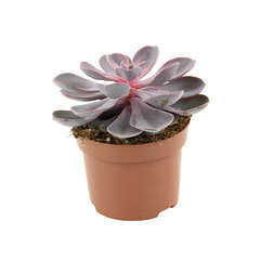 Echeveria x 'Purple Pearl': H 15 cm pot diamètre 12 cm