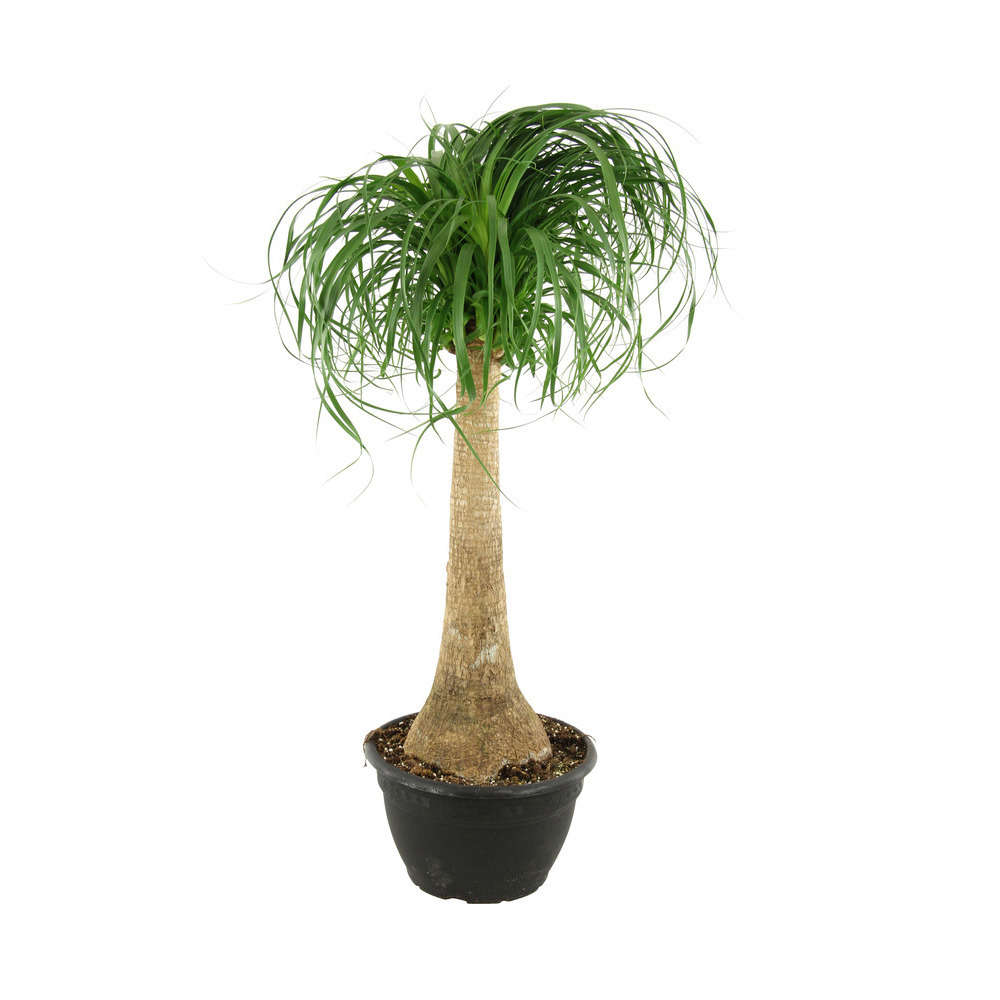 Beaucarnea tige H.100, pot D.26cm