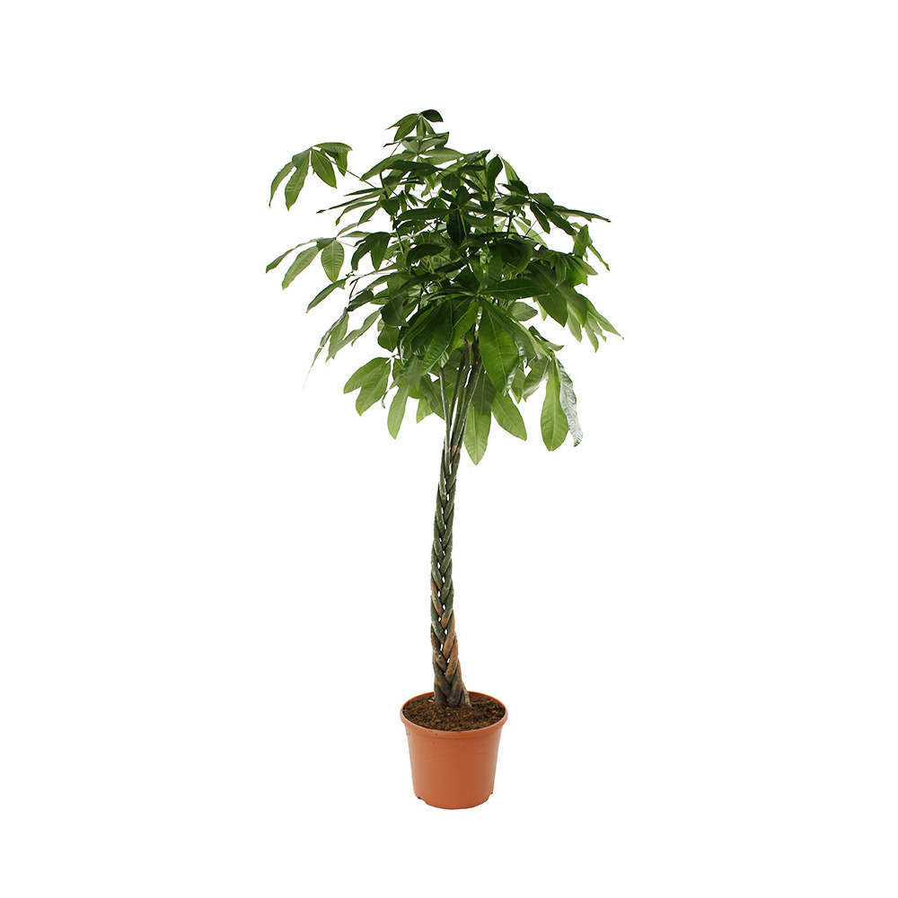 Pachira Aquatica : pot d.35cm, H.200cm