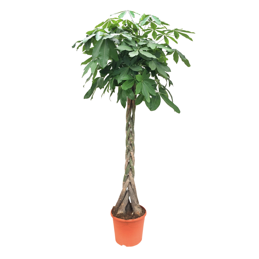 Pachira Aquatica : pot d.35cm, H.200cm