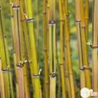Bambou moyen phyllostachys aureosulcata 'Spectabilis': pot de 3 litres