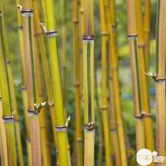 Bambou moyen phyllostachys aureosulcata 'Spectabilis': pot de 7 litres