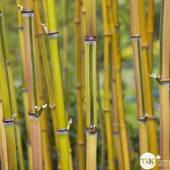 Bambou moyen phyllostachys aureosulcata 'Spectabilis': pot de 7 litres