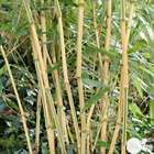 Bambou moyen phyllostachys aureosulcata 'Aureocaulis': pot de 3 litres
