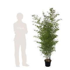 Bambou moyen phyllostachys aureosulcata 'Aureocaulis' : pot 15 litres