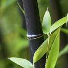 Bambou moyen phyllostachys nigra: pot de 3 litres