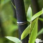 Bambou moyen phyllostachys nigra: pot de 7 litres