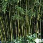 Bambou moyen phyllostachys humilis: pot de 3 litres
