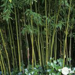 Bambou moyen phyllostachys humilis: pot de 7 litres